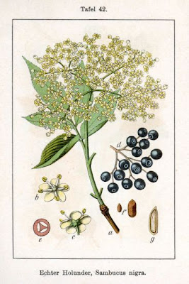 Elder