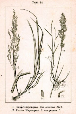 P�turin des marais