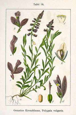 Common milkwort Common milkwort