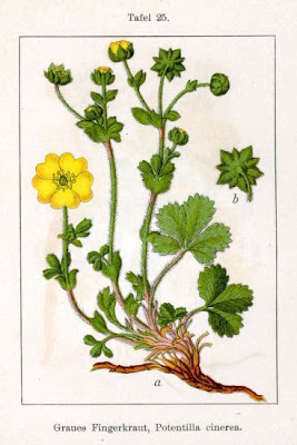 Grey Cinquefoil Grey Cinquefoil