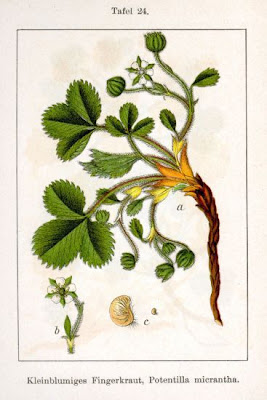 Fragola secca
