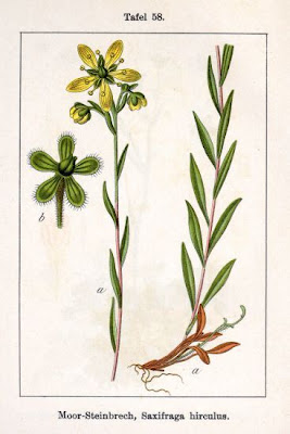 Yellow marsh saxifrage Yellow marsh saxifrage
