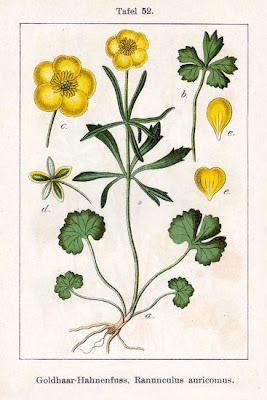 Goldilocks Buttercup Goldilocks Buttercup