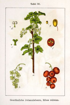 Groseillier rouge Groseillier rouge