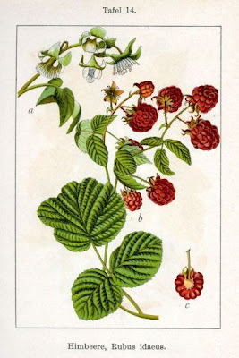Lampone