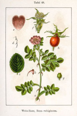 Eglantine Eglantine