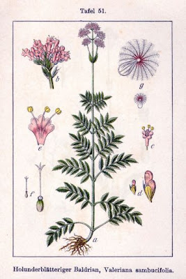 Valeriana sambucifolia