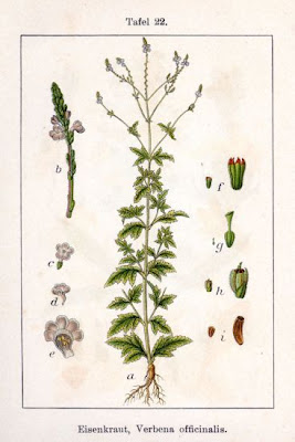 Common verbena Common verbena