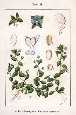 Field speedwell
