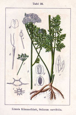 Little-leaf angelica Little-leaf angelica