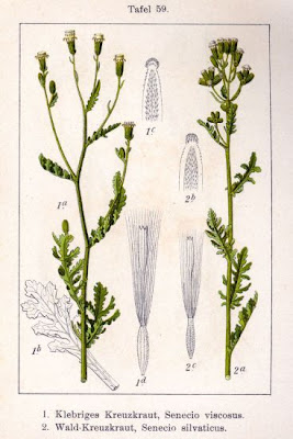 Wood groundsel