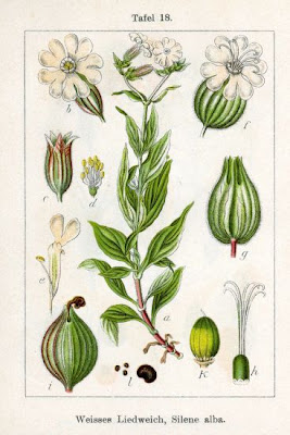 Silene bianca