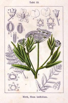 Water Parsnip Water Parsnip