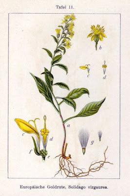 Woundwort