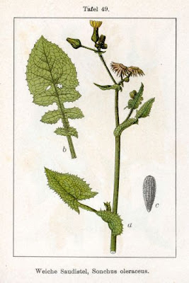 Common sow-thistle Common sow-thistle