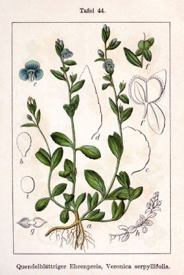Brightblue speedwell Brightblue speedwell