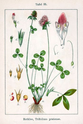 Trevo-violeta Trevo-violeta