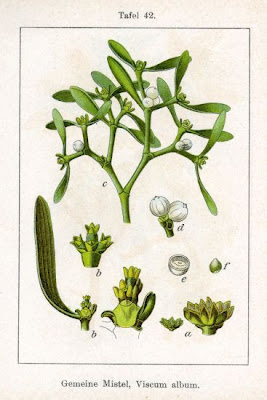 European mistletoe European mistletoe