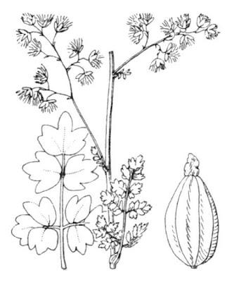 Thalictrum minus L.