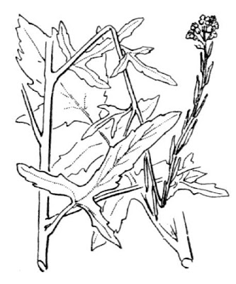 Hedgemustard Hedgemustard