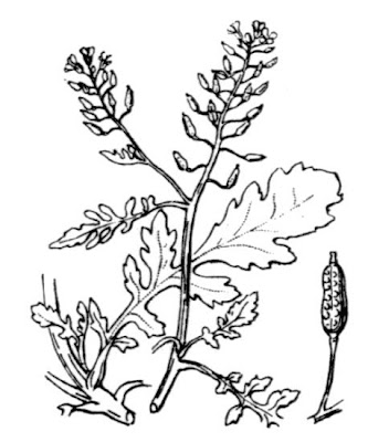 Fernald's yellowcress
