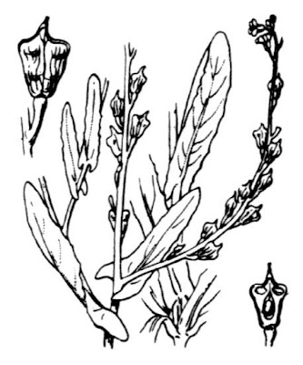 Bird's-eye cress Bird's-eye cress