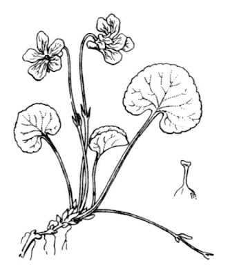 Northern marsh violet Northern marsh violet