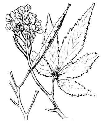 Cardamine pentaphyllos (L.) Crantz
