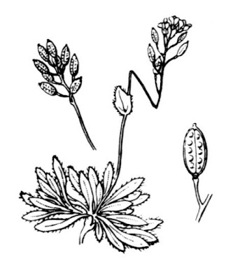 Draba fladnizensis,
arctic draba,
Austrian draba,
Bald White Whitlow Grass,
Draba di Fladniz