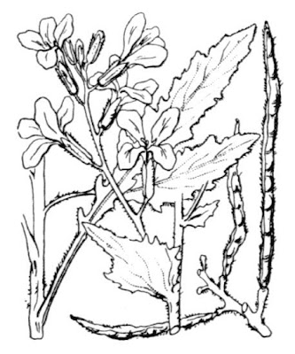 Cut Leaved Dame's Violet Cut Leaved Dame's Violet