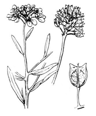 Iberis intermedia,
Iberide rosea