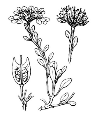 Iberis carnosa subsp. carnosa