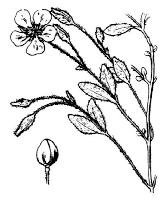 Halimium lasianthum subsp. alyssoides