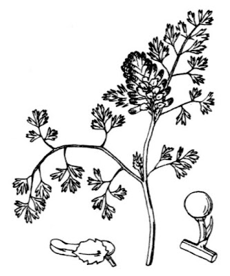 Dense Flowered Fumitory