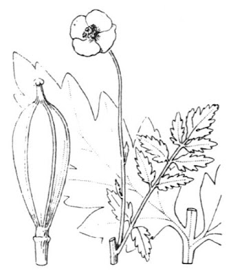 Welsh-poppy Welsh-poppy