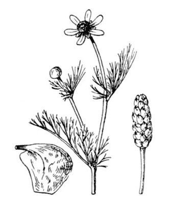 Adonis flammea Jacq.