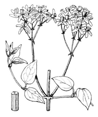 Clematis recta L.