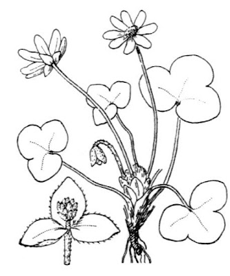 Hepatica nobilis Miller