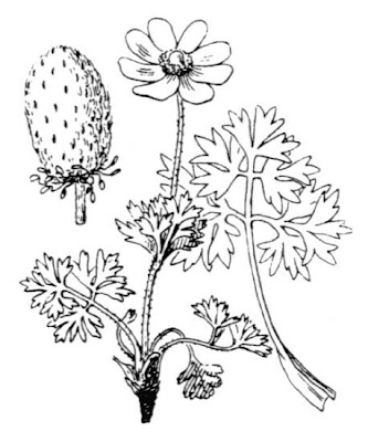 Anemone del M. Baldo Anemone del M. Baldo