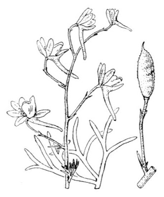 Consolida pubescens (DC.) So&oacute;