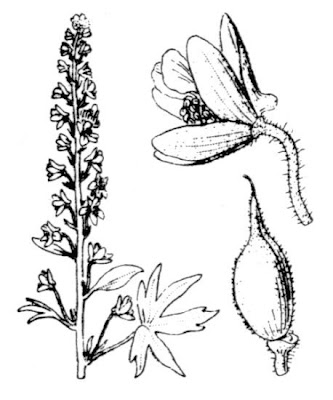 Delphinium staphisagria L.