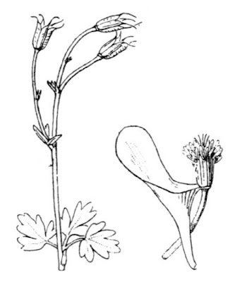 Aquilegia bernardii G. et G.