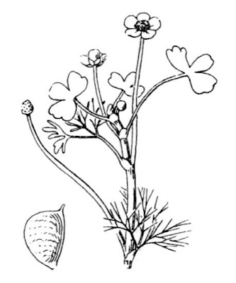 Ranunculus baudotii,
Brackish Water Crowfoot,
Ranuncolo di Baudot