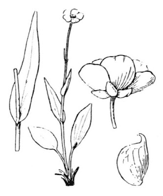 Ranunculus amplexicaulis,
White Buttercup