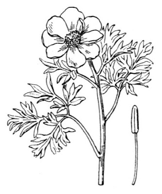 Paeonia officinalis subsp. microcarpa
