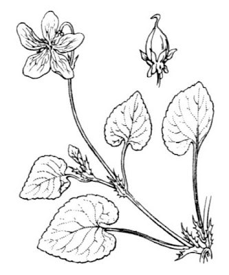 Early Dog Violet