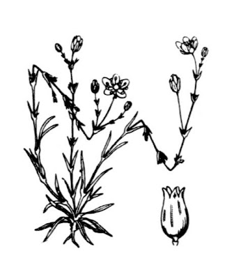 Sagina nodosa,
knotted pearlwort,
Sagina nodosa