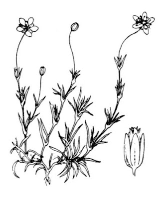 Sagina glabra,
Sagina glabra