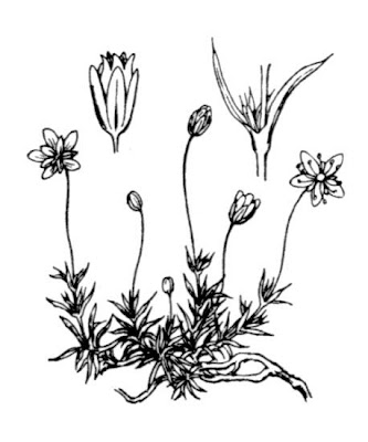 Sagina pilifera