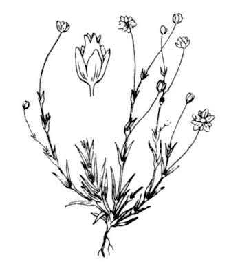 Sagina subulata,
awl-leaf pearlwort,
Corsican pearlwort,
heath pearlwort,
Irish-moss,
pearlwort,
Sagina subulata,
Scottish-moss